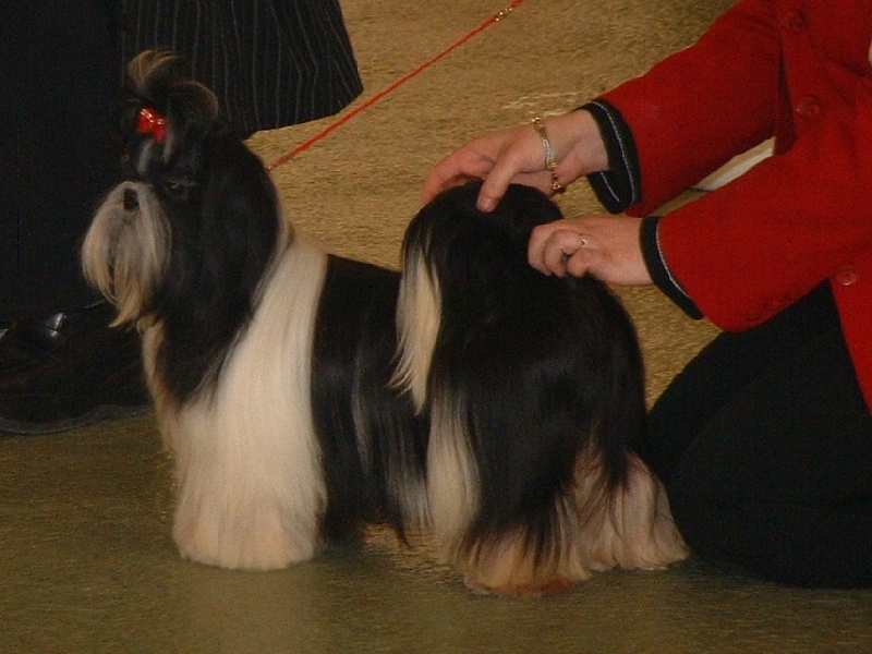 Tarmania Shaggy dog story