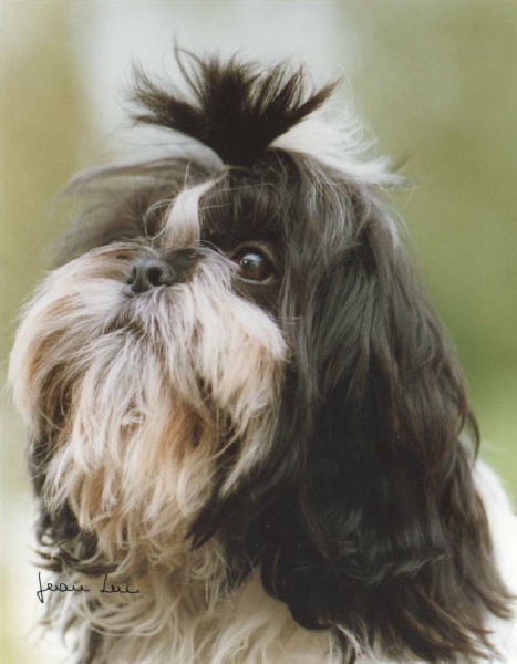 photos ou shishi de Jean-Luc